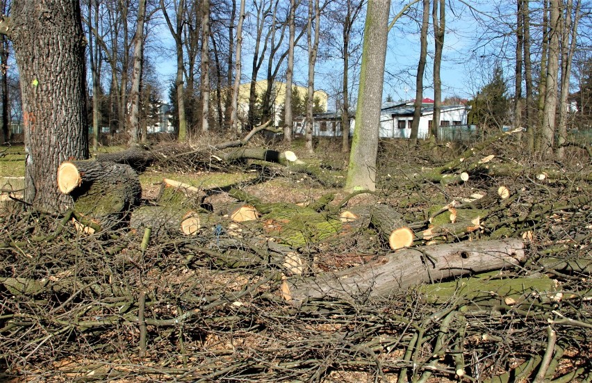 Nowy Sącz. Rzeź czy odnowa parku? Co dalej z Parkiem Strzeleckim [ZDJĘCIA]