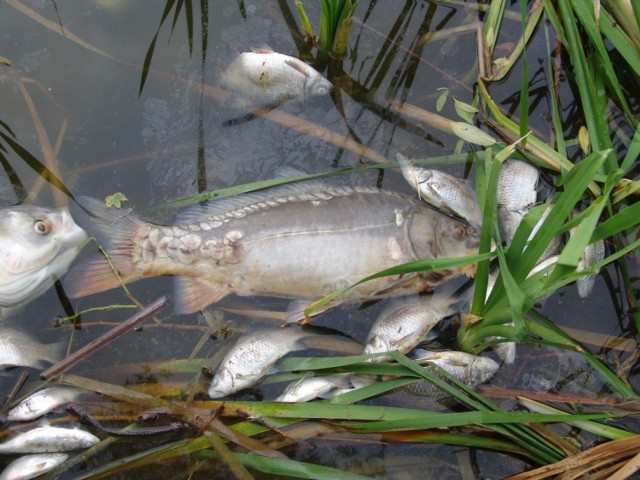 Ryby zdechły w gliniankach w Kowalewie