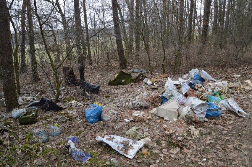 Śmieci w lesie w Dębnie Polskim