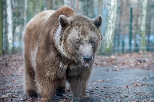 Niedźwiedź Baloo, trzy żółwie i krokodyl pozostaną w poznańskim zoo.