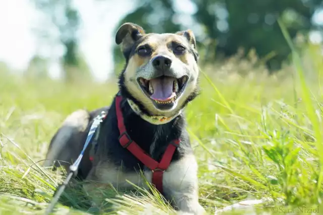 Inka to dorosła suczka w wieku 7 lat. Ponad 4 lata swojego życia spędza w schronisku. Jest ogromnie nieśmiała i płochliwa, ale nie wykazuje grama agresji. Dobrze dogaduje się z psami i sukami. Nadaje się do starszych dzieci. Potrzebuje spokojnego domu i dużo czasu i miłości aby w pełni się otworzyć. Dobrze aby w przyszłym domu był drugi pies, który pomoże jej się zaaklimatyzować. Jest wysterylizowana.