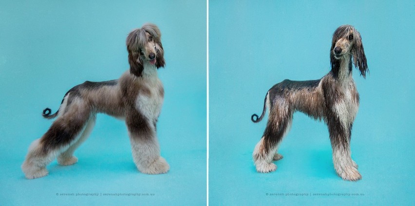 Fotografka zrobiła zdjęcia swoim psom przed i po kąpieli. Wyszło przezabawnie