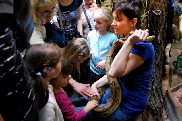 W niedzielę, 7 lutego, odbyły się kolejne spotkania z opiekunami zwierząt zmiennocieplnych w Starym Zoo w Poznaniu. Dopisała zarówno pogoda, jak i liczna publiczność.