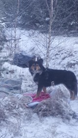 W lesie w Cierpicach na swojego właściciela czeka pies. Czyżby został porzucony?