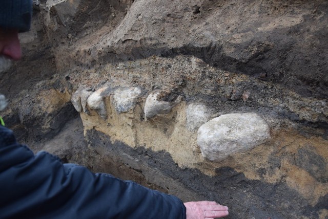 Pod powierzchnią ul. Sikorskiego w pobliżu katedry archeolodzy natrafili na kolejne ciekawe znalezisko. 

– To brukowana ulica. Niewykluczone, że ze schyłku średniowiecza, ewentualnie z czasów nowożytnych. To może być koniec XV wieku lub XVI wiek – mówi nam Stanisław Sinkowski, szef działu archeologii w Muzeum Lubuskim w Gorzowie. Brukowana ulica znajduje się około 1 m poniżej poziomu współczesnej ulicy Sikorskiego. Co ciekawe, pomiędzy brukiem sprzed około pięciuset lat, a współczesnym poziomem miasta, jest jeszcze jedna warstwa bruku. Być może z 1820 r.

Bruk ulic sąsiaduje z kryptami grobowymi. W grudniu odkryto jedną (były też szczątki kobiety i dziecka). Dziś wiemy, że jest ich więcej. Po wschodniej stronie tymczasowego przejścia dla pieszych przy katedrze są trzy krypty, a po zachodniej stronie – co najmniej jedna.

Krypty grobowe są powyżej bruku. To oznacza, że przed wiekami cmentarz w centrum Gorzowa musiał sąsiadować bezpośrednio z ulicą. Jak mówi S. Sinkowski, przykościelna nekropolia została zlikwidowana w połowie XVIII w., ale różne prace z tym związane mogły trwać do około 1820 r.

Czytaj też: W Gorzowie pod remontowaną drogą odkryto grób sprzed trzech tysięcy lat

Zobacz wideo: Przy katedrze pod ulicą były... grobowce


