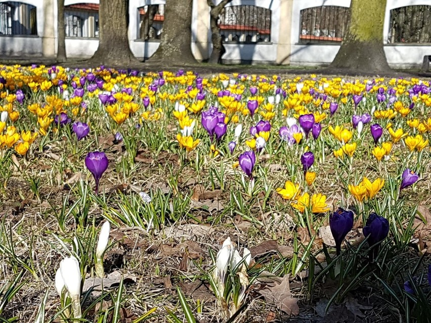 Pierwsze oznaki wiosny w Białymstoku i okolicach. Zobacz zdjęcia internautów 