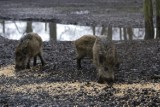 Gmina Sieraków. Dziki podchodzą pod zabudowania. Także do miasta