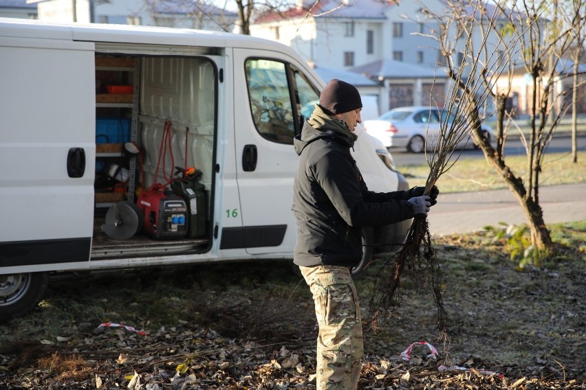 Kraków. Akcja sadzenia zagajników. Gdzie pojawi się trochę zieleni?