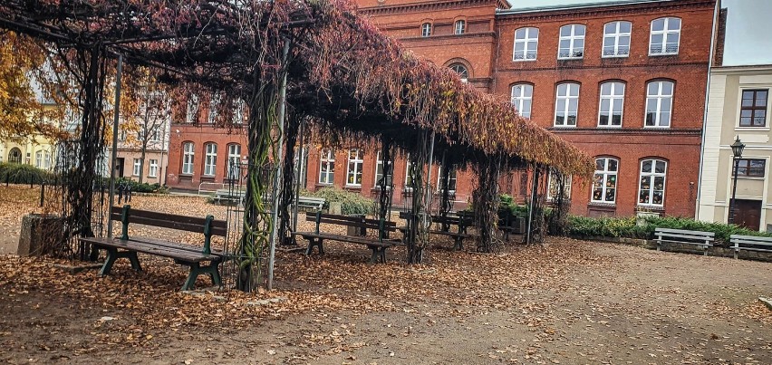 Leszno. Plac Jana Metziga w jesiennej odsłonie. 150-letni dąb Bolek prezentuje się pięknie w złotej oprawie [ZDJĘCIA]