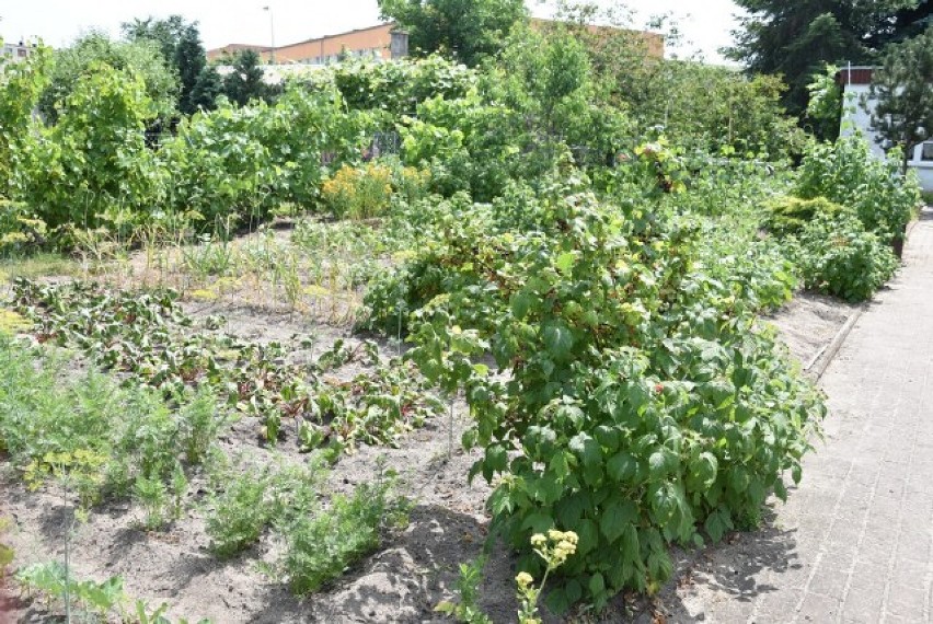 WRZEŚNIA: Wrzesińskie  Rodzinne Ogródki Działkowe "Stare Ogrody" - królują warzywniaki i strefy relaksu. Poszukajcie inspiracji [FOTO]
