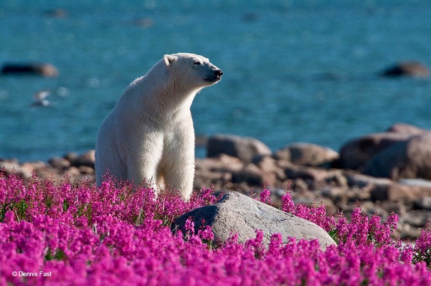 Polarne niedźwiedzie w morzu kwiatów