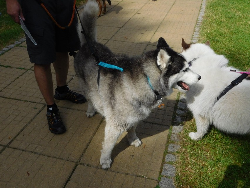 Szczawno-Zdrój: Upał nie zniechęcił uczestników Pucharu Polski w Dogtrekkingu [ZDJĘCIA]