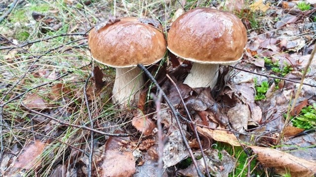W tym roku w lubuskich lasach nie brakuje grzybów, o czym świadczą zdjęcia, które do nas wysyłacie. Jednak pamiętajcie, by być ostrożnym!