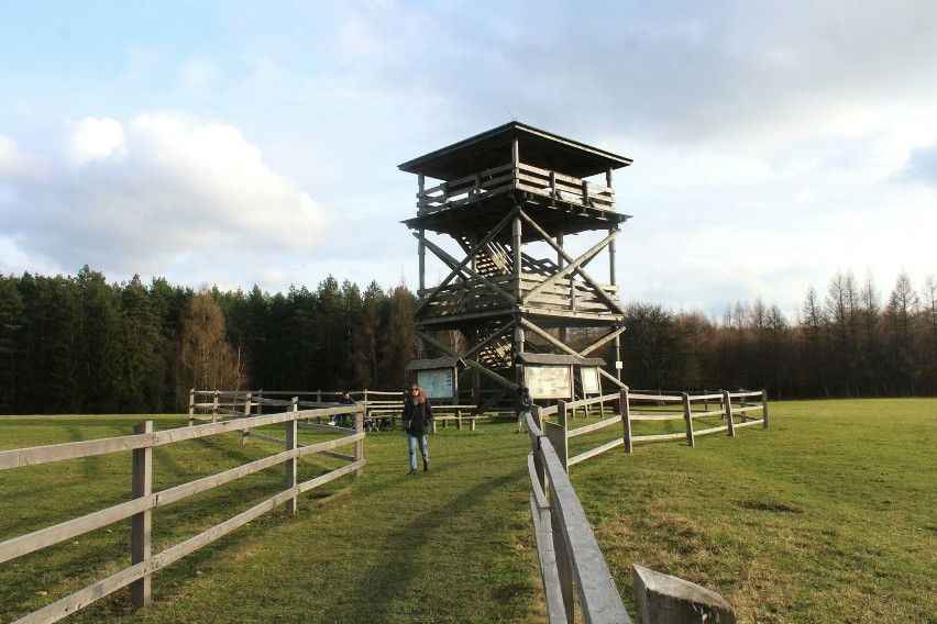 Wieża widokowa na Białej Górze oraz jej okolice