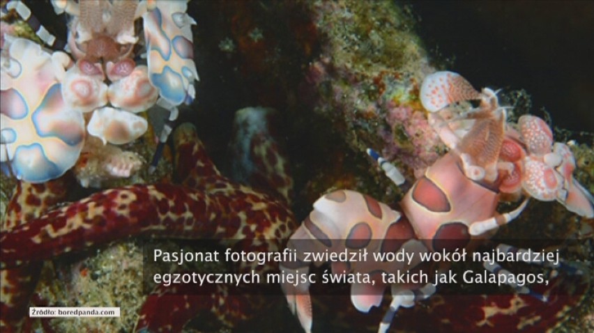 Te zwierzęta istnieją naprawdę! Zobaczcie, co kryje się w głębi oceanu