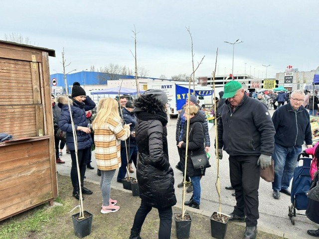 Pierwsze owoce renety landsberskiej pojawiły się w 1852. Teraz każdy może ją mieć we własnym ogródku.