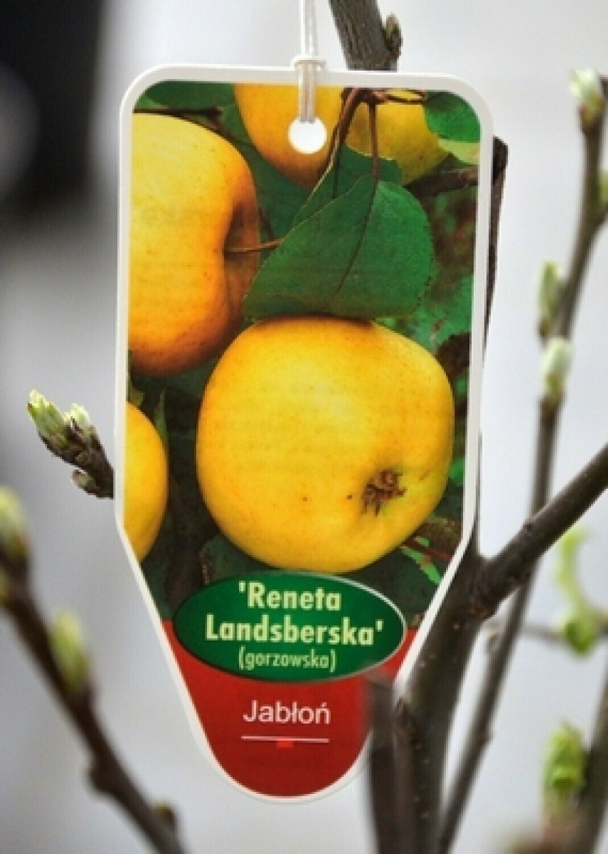 Pierwsze owoce renety landsberskiej pojawiły się w 1852....