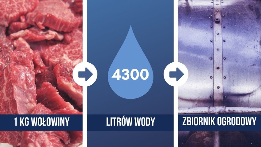 Pozyskanie 1 kilograma wołowiny pochłania 4300 litrów wody....