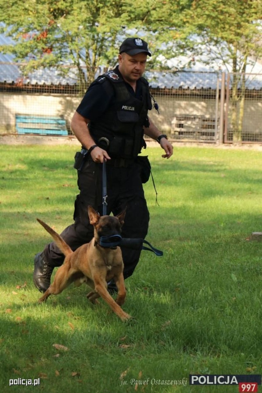 Ostrowski policjant i jego pies Master najlepsi w kraju!