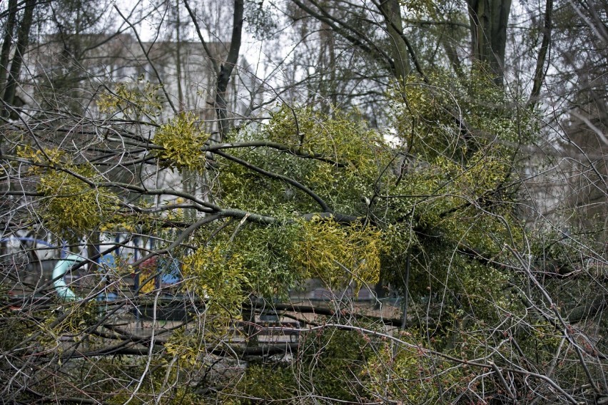 Skutki wichury w Warszawie. Ratusz podsumowuje straty: zniszczona zieleń, powalone drzewa, uszkodzone budynki i przystanki