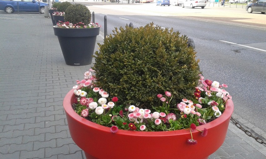 Nasadzenia kwiatów: w Sosnowcu pojawiły się stokrotki [ZDJĘCIA]