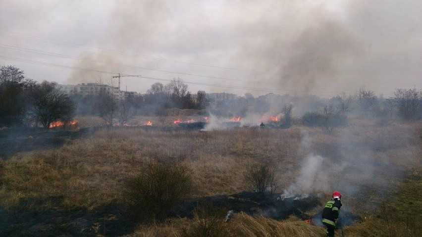 Pożar trawy przy moście Lecha w Poznaniu. Straż apeluje o rozwagę [ZDJĘCIA]