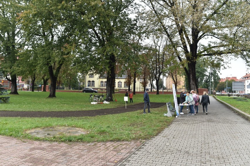 Ponad dwa tysiące sadzonek żonkili w Lesznie
