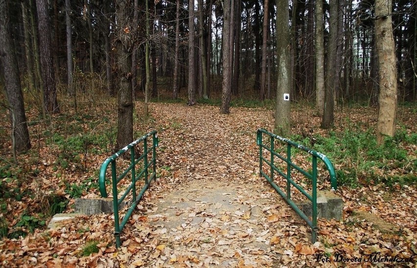 Wejście do parku leśnego. Znajduje się tutaj rzeźba niedźwiedzia, umieszczona na betonowym postumencie.