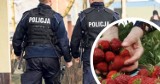 Kradzież w Ożarowie Mazowieckim. Mężczyzna ukradł 270 kg truskawek. Zatrzymano go na jednym z warszawskich bazarów 