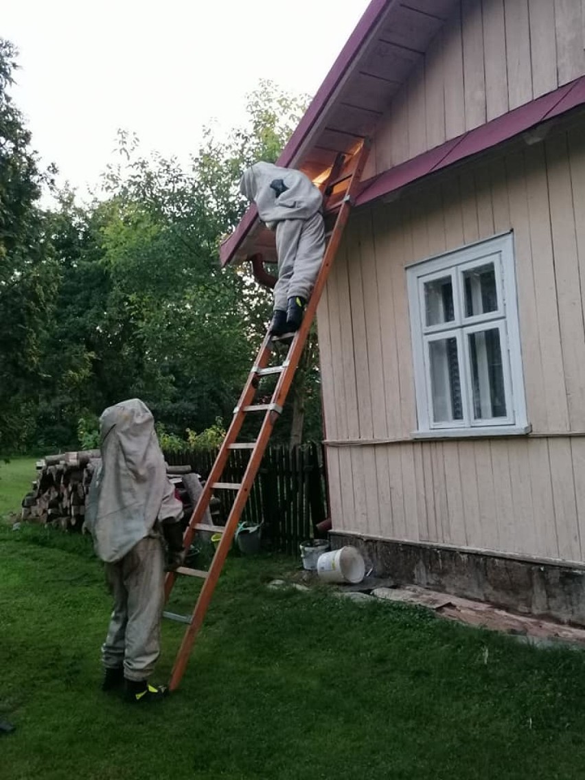 Szerszenie w natarciu. Strażacy interweniowali już ponad sto razy. Niektóre gniazda miały kilkadziesiąt centymetrów średnicy [ZDJĘCIA]