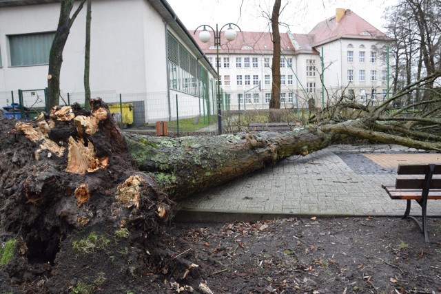 Potężny kasztanowiec runął na ogrodzenie I LO w Szczecinku