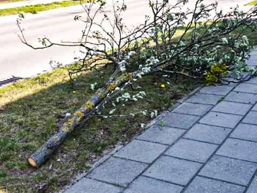 Mońki. Pijani ścięli piłą motorową miejskie drzewa [zdjęcia]