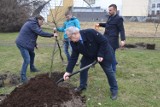 W  Częstochowie będziemy bili rekord w sadzeniu drzew 