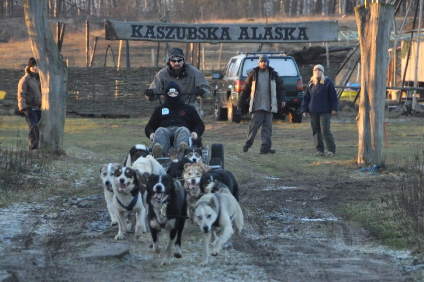 Psie zaprzęgi w Kaszubskiej Alasce w Leźnie