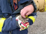 Akcja na zaporze w Tresnej. Strażacy z OSP Czernichów-Tresna uratowali małego kotka