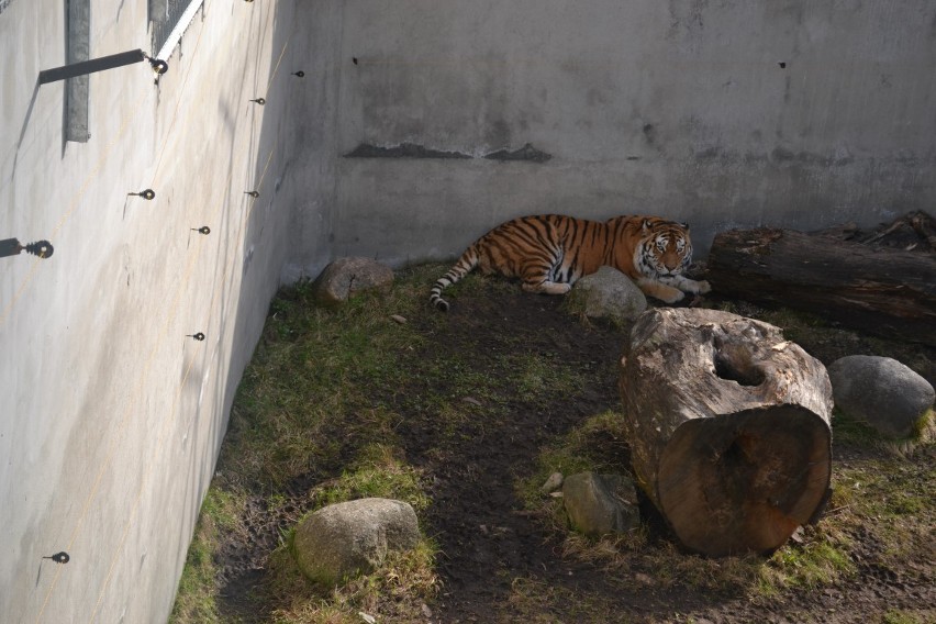 Sieroczyn. Tygrys w ogrodzie zoologicznym przy Canpolu