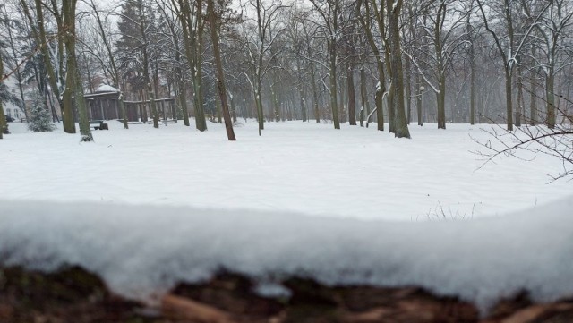 Zimą Park Tysiąclecia w Zielonej Górze nabiera zupełnie innego wyglądu. Staje się bardziej urokliwy i tajemniczy