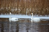 Monitoring zimujących ptaków wodnych na obszarze Wdzydzkiego Parku Krajobrazowego