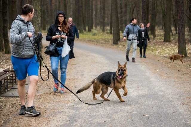 Pierwszy spacer edukacyjny z psami pod przewodnictwem trenera Mikołaja Karaszewskego odbył się w dwóch małych (oddzielnych) grupach w sobotę (27 marca 2021 r.) leśnymi ścieżkami Myślęcinka