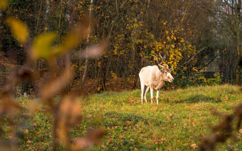 Z początkiem października w Opolskim Ogrodzie Zoologicznym...