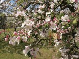 Kolory wiosny 2020: Tak kwitną drzewa, krzewy i kwiaty w Wieluniu i regionie ZDJĘCIA