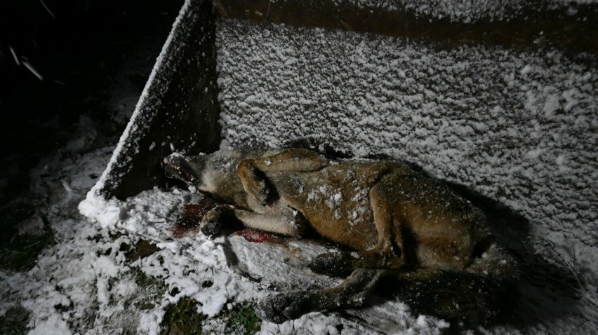 Wilk zastrzelony 19 listopada 2023 roku w okolicach Olchowca