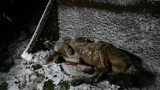 Sprawę zastrzelenia wilka w Beskidzie Niskim prowadzi Prokuratura Okręgowa w Krośnie