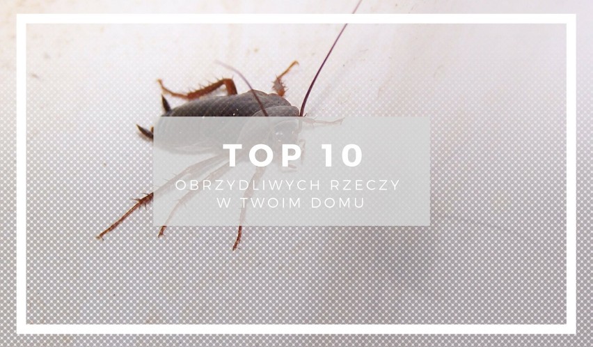 Czy wiesz z kim mieszkasz i śpisz? Zobacz TOP10 obrzydliwych...