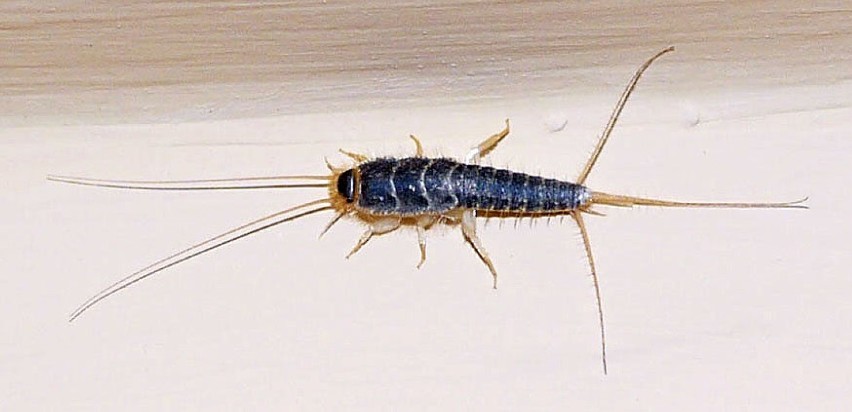 Te owady spotykamy najczęściej nocą w łazience i kuchni –...