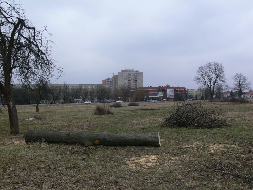 Kto wyciął drzewa w ochronnej strefie w Tarnobrzegu?