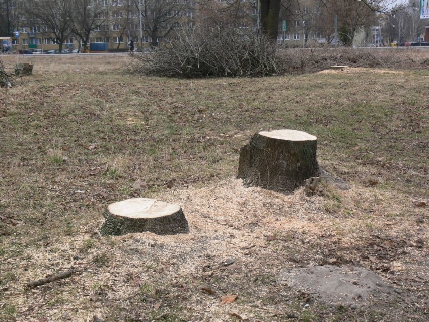 Kto wyciął drzewa w ochronnej strefie w Tarnobrzegu?