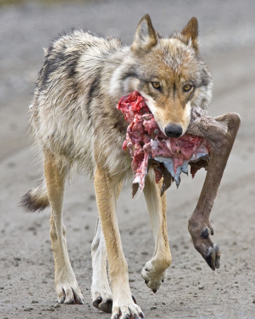 Denali NPS-Wolf carrying caribou hindquarter-Wikipedia