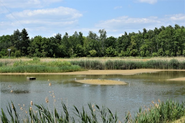 Jeziorko Koźlarskie w Chlastawie gmina Zbąszynek - 12 czerwca 2023 r.