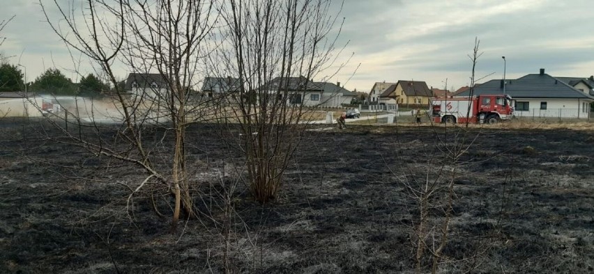 Pożar suchych traw w Końskich.